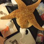 Starfish being fitted with plaster pirate hook
